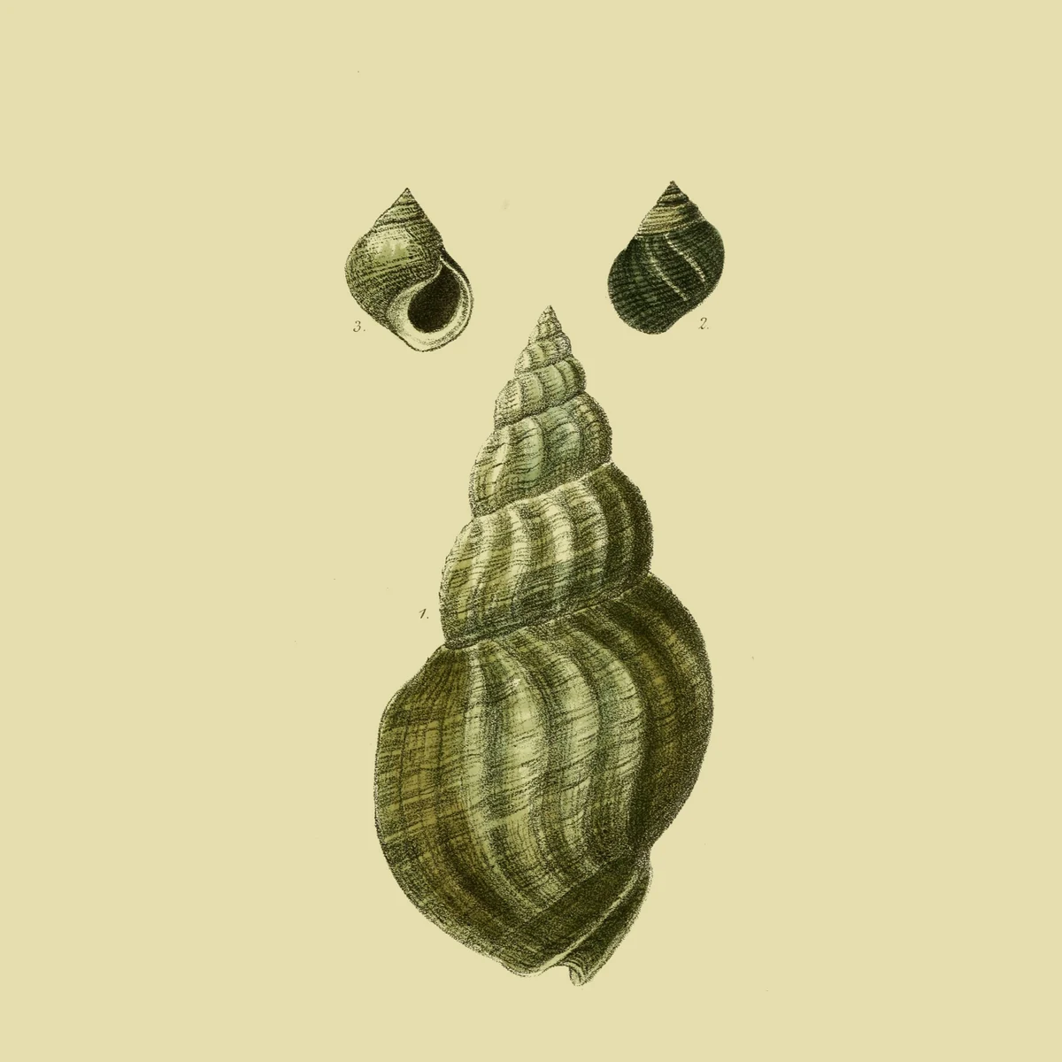 Common whelk
