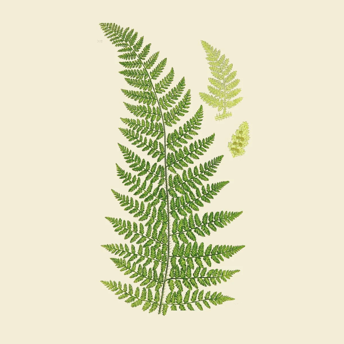 Green fern frond