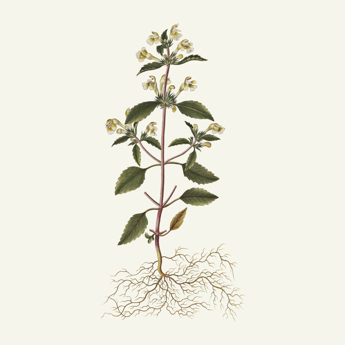 Hemp-nettle