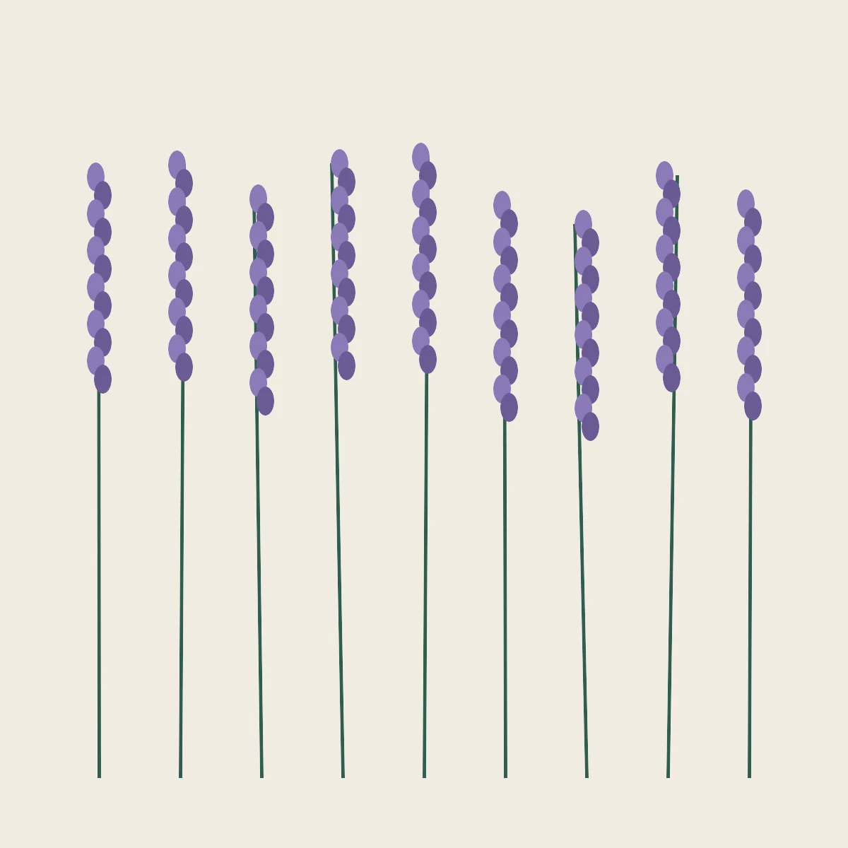 Lavender field