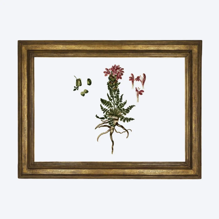Framed art print A3, botanical